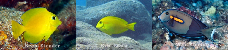 Redmonkey yellowfish